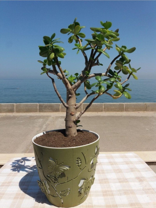 Crassula Ovata- Para Çiçeği- Bereket Bitkisi- 50-65 Cm