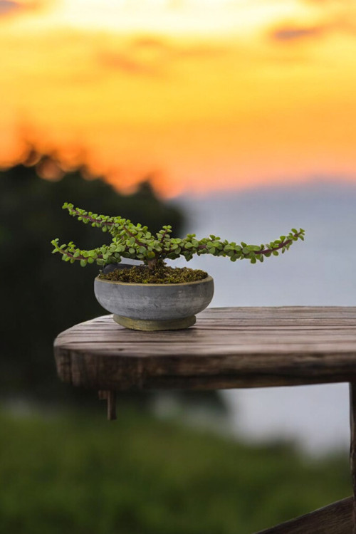 Bonsai Yeşim Ağacı Dekoratif Taş Saksıda