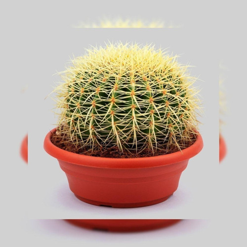 Dev Altın Fıçı Kaktüs 25-30 Cm