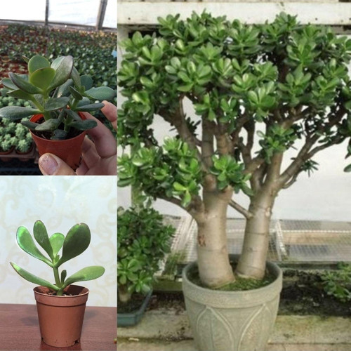 Crassula Ovata Şans Para Ağacı