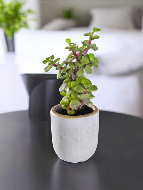 Mini Bonsai Para Ağacı Dekoratif Beton Saksıda 70866