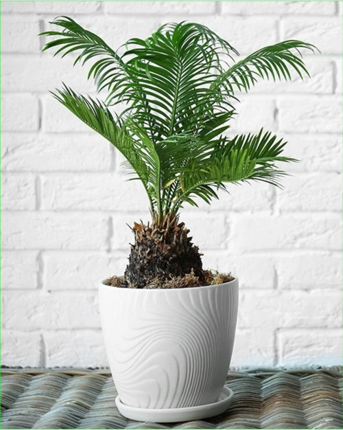 Cycas Dekoratif Saksıda Sikas 001.01
