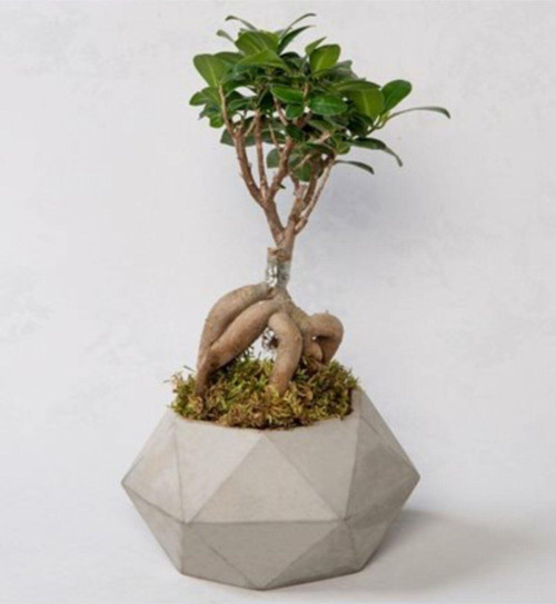 Bonzai Ficus