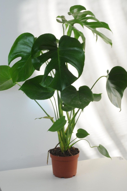 Deve Tabanı Büyük Boy Monstera Deliciosa 2