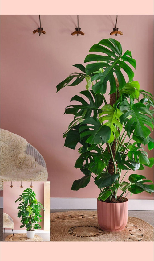 Deve Tabanı Monstera 160-180 Cm
