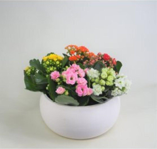 Çeşitli Renkte Kalanşo Kalanchoe & Beyaz Capo Beton Saksıda Lik Canlı Çiçek
