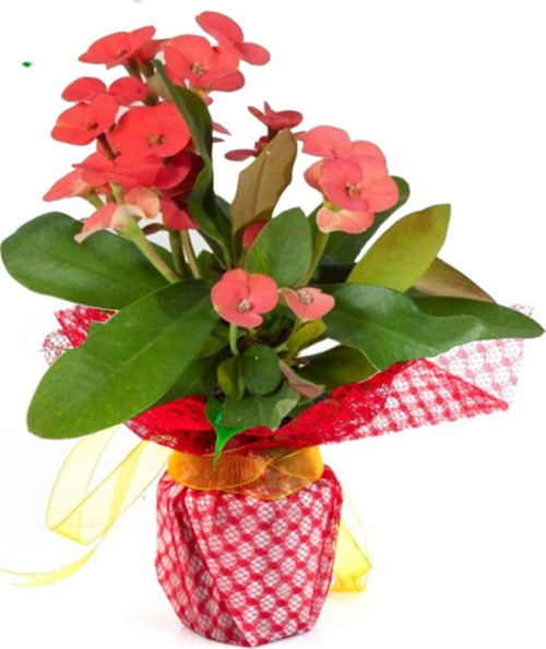 Dikenler Tacı Euphorbia Milii