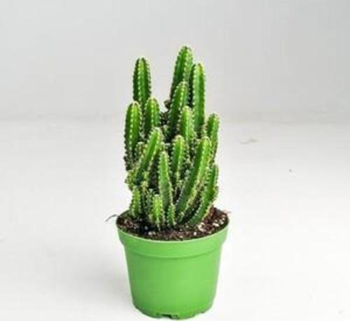 Dikenli Tel Kaktüs Cereus Repandus Florida 30 Cm