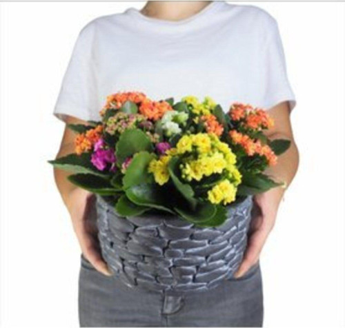 Çeşitli Renkte Kalanşo Kalanchoe & Siyah Honey Beton Saksıda Hediyelik Canlı Çiçek