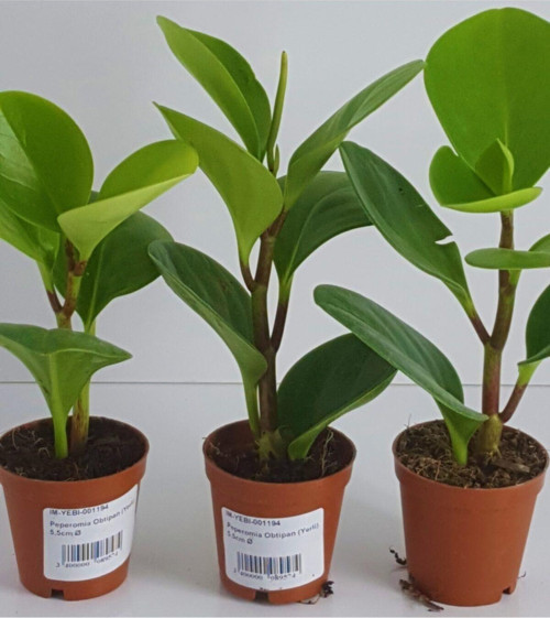 Peperomia Obtipan Ev Ve Ofis Bitkisi Saksıda 5.5 Cm 1 Adet