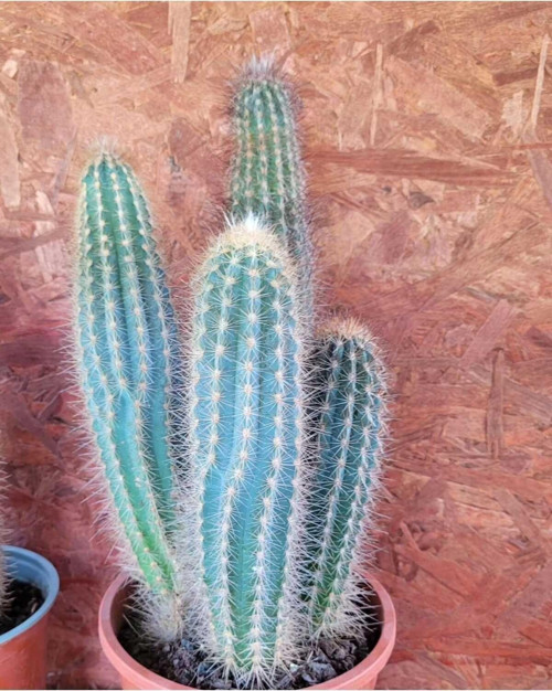 Sütun Kaktüs-33 Cm