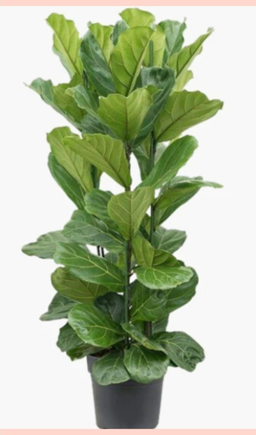 Dört Gövdeli Keman Yapraklı Kauçuk Ficus Lyrata Bambino 120-160 Cm