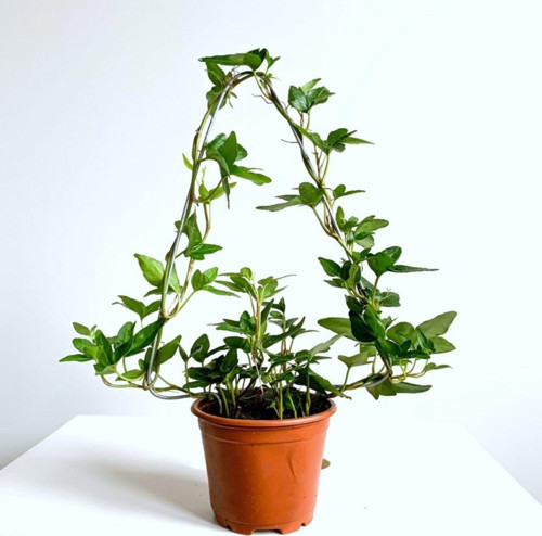 Yeşil Hedera Helix Sarmaşık Bitkisi 27 Cm