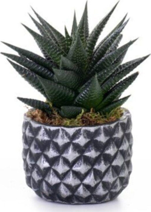 Büyük Boy Haworthia Limifolia - Beton Saksıda Canlı Çiçek