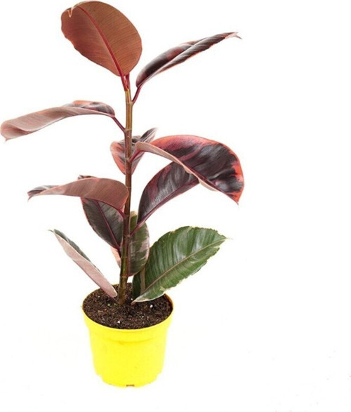 - Ficus Elastica Belize - Pembe Alacalı Kauçuk Çiçeği - Ev Ofis Salon Iç Mekan Bitkisi
