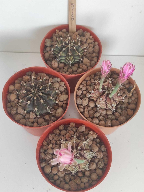 Dörtlü Gymnocalycium Mihanovichii Set