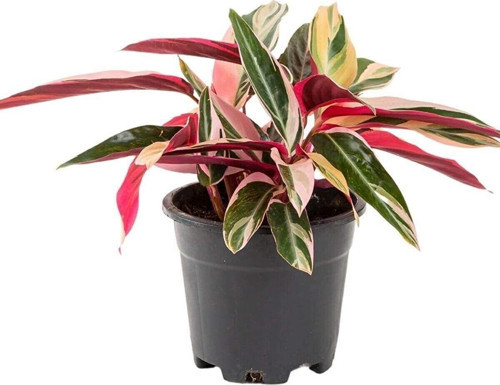 Kalatya Triostar Bitkisi - Dua Çiçeği - Calathea Triostar 14Cm