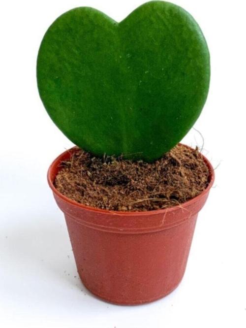 Kalp Sukulent Bitkisi - Hoya Kerrii