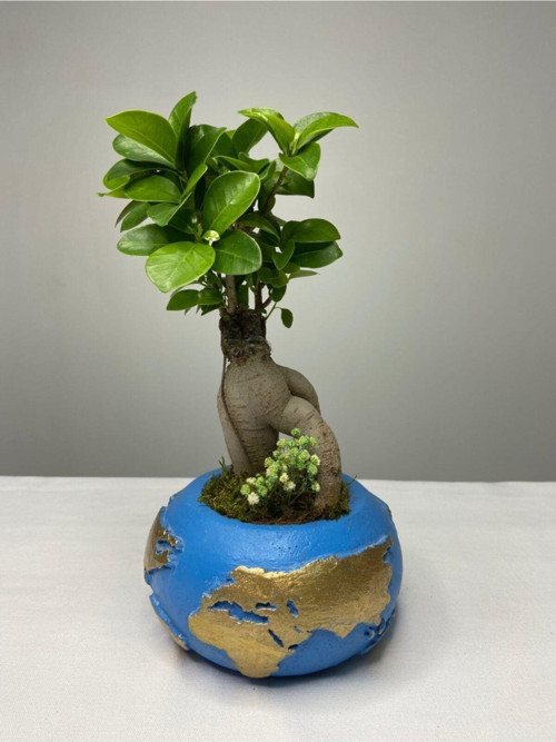 Dünya Saksıda Ficus Gingseng Bonsai Tasarım