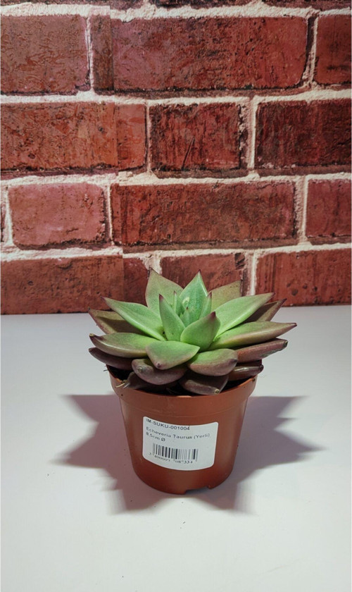 Echeveria