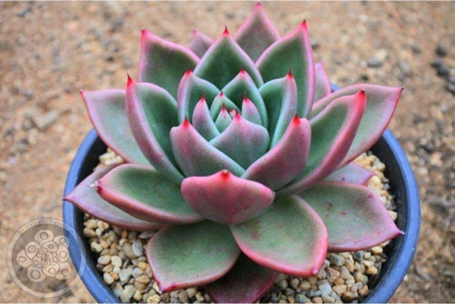 Echeveria Agavoides Vashon Sukulent
