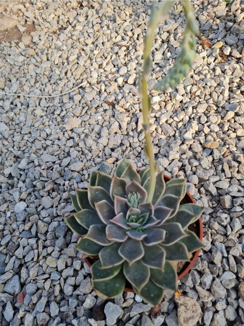 Echeveria Mensa