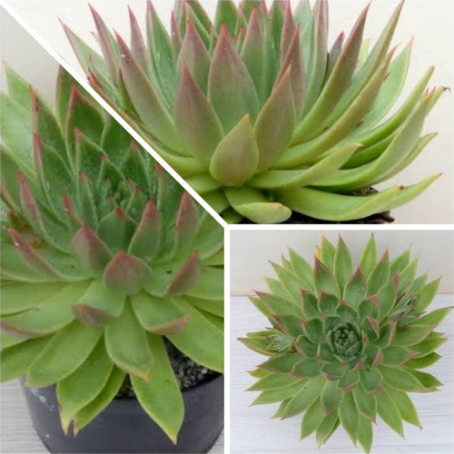 Echeveria Slender 17 Cm Dev Sukulent