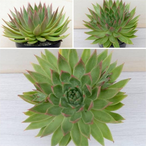 Echeveria Slender 17 Cm Dev Sukulent