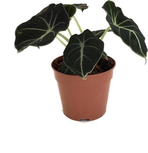 Alocasia Reginula 'Black Velvet' (Fil Kulağı)