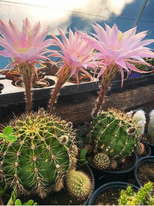 Kaynana Topuzu Kaktüs - Echinopsis Oxygona 10-15 Cm Çapında