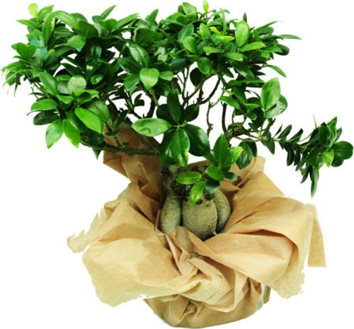 10 Yaşında Ficus Bonsai Bitkisi