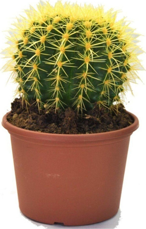 Echinocactus Grusonii Altın Fıçı Radyasyon Emici Kaktüs 12.Cm Büyük Saksıda
