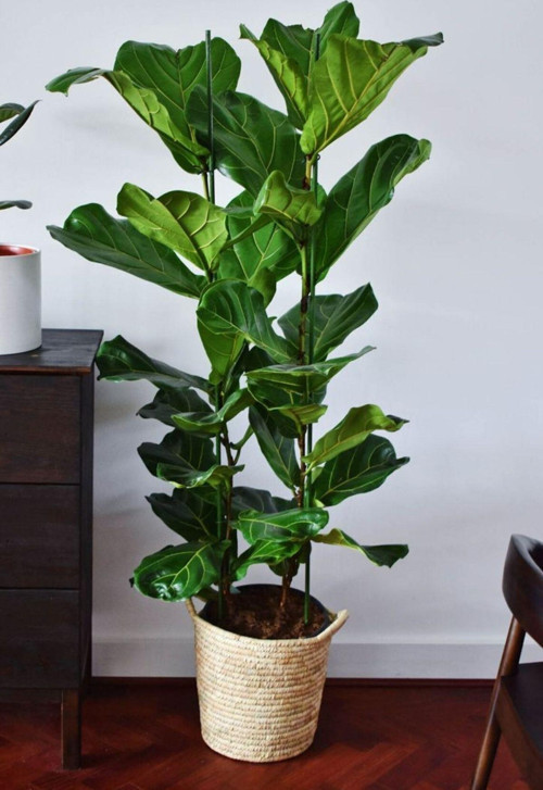 Keman Yapraklı Kauçuk - İki Gövdeli Ficus Lyrata Canlı Salon Bitkisi 100 - 120 Cm