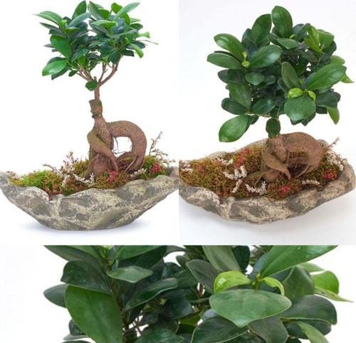 Dekoratif Kayık Saksıda Ficus Ginseng Bonsai