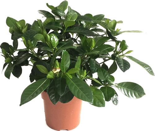 Gardenia Jasminoides (Gardenya Çiçeği)