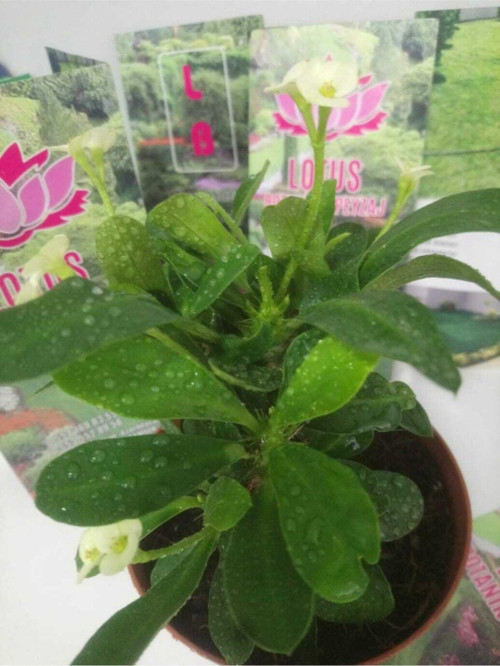 12Lik Saksıda Euphorbia Milii Kaktüs Dikenler Tacı Beyaz Renkli