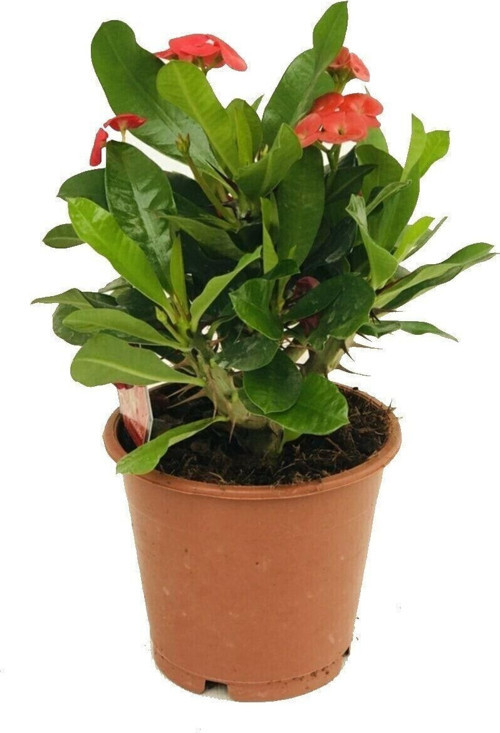 Eforbia Milli, Dikenler Tacı 20 25 Cm Boyunda, Ithal Bitki