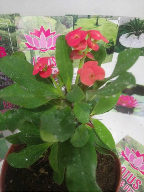 12Lik Saksıda Euphorbia Milii Kaktüs Dikenler Tacı Kırmızı Renkli