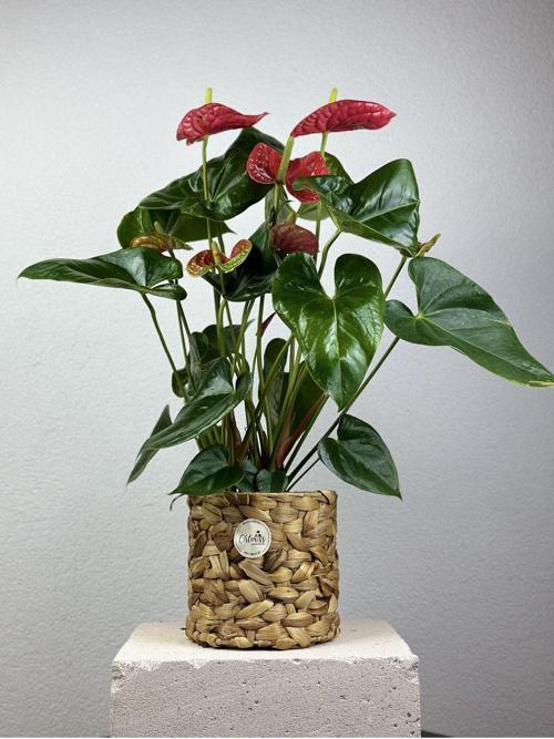 Kırmızı Antoryum Flamingo Çiçeği -Anthurium Andraeanum Red Iç Mekan Salon Bitkisi Anthurium Büyük