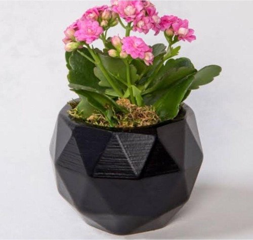 18 Cm Geometrik Taş Saksı'Da Kalanchoe Bitkisi