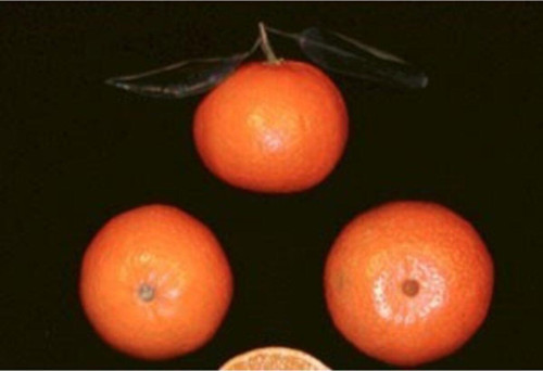 Ellendale Mandalina Fidanı