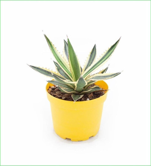 2 Adet Alacalı Agave 8.5 Saksılı