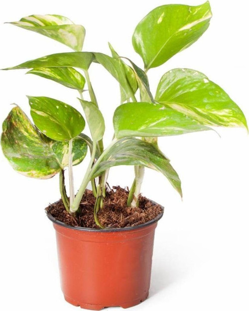 Epipremnum Auerum Salon Sarmaşığı Patos İthal Yeşil Bitki 8.5Cm Ø H:20-30