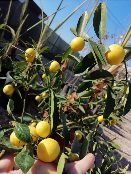 Limquat Limon Fidanı