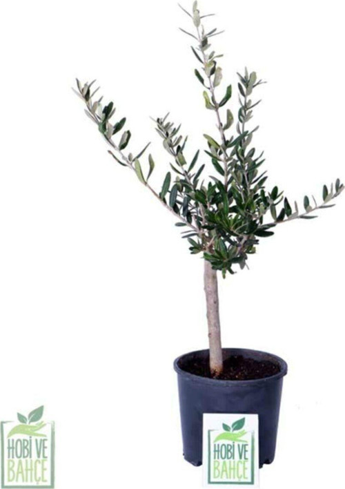Mini Zeytin Ağacı - Olea Ssp - Bitki Boyu 40-60 Cm