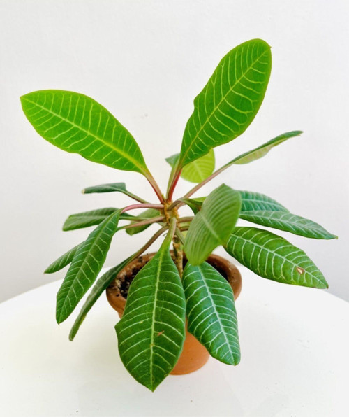 Madagascar Jewel | Euphorbia Leuconeura + Terracotta Saksı