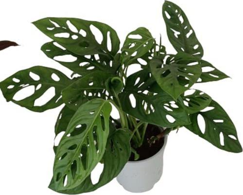 Monstera Adansonii - Monstera Monkey - Monstera - Deve Tabanı