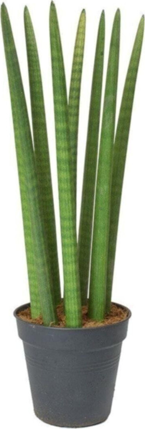 Paşa Kılıcı-Sansevieria Cylindrica 40Cm