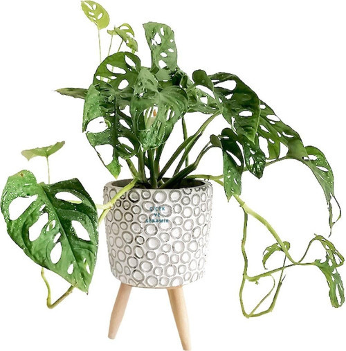 Monstera Adansonii Maskeli Deve Tabanı Saksılı