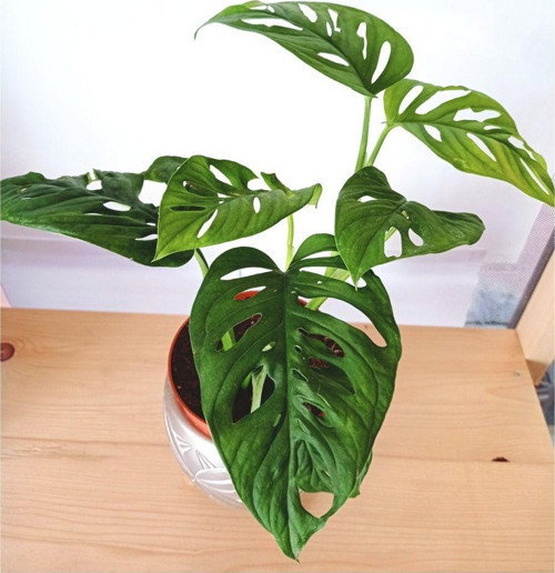 Monstera Adansonii Monkey